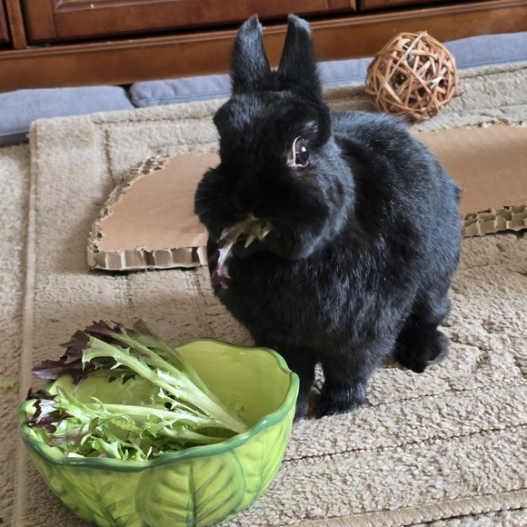 6mm White Opal Bracelet - Picture 5 of 12